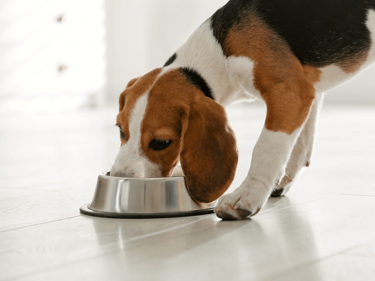 Can Treats Give Puppies Diarrhea